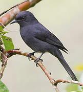 Gobemouche drongo