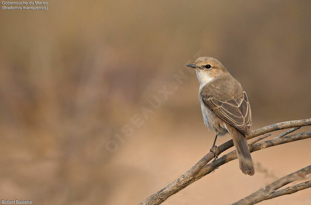 Marico Flycatcher