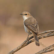 Marico Flycatcher