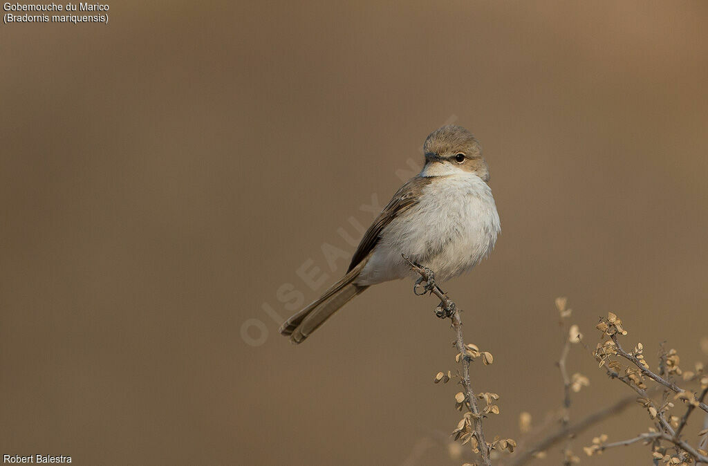 Marico Flycatcher