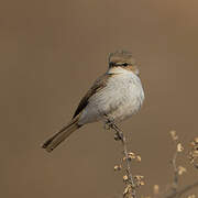 Marico Flycatcher