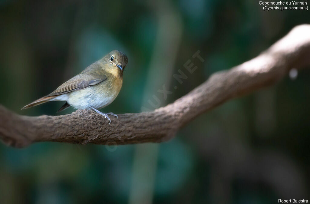 Chinese Blue Flycatcher