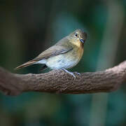 Chinese Blue Flycatcher