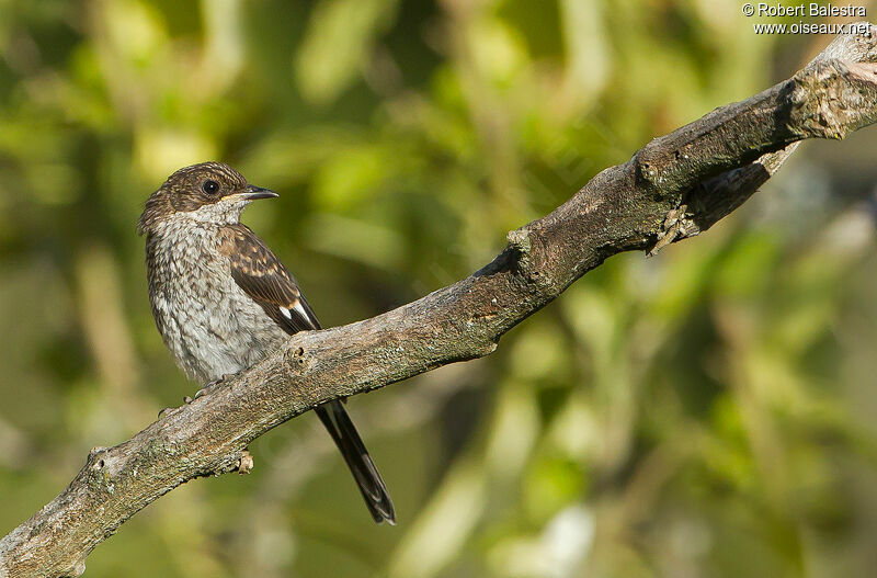 Fiscal Flycatcherjuvenile