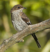 Fiscal Flycatcher