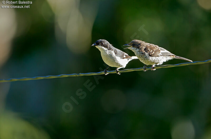 Fiscal Flycatcher