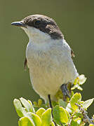 Fiscal Flycatcher