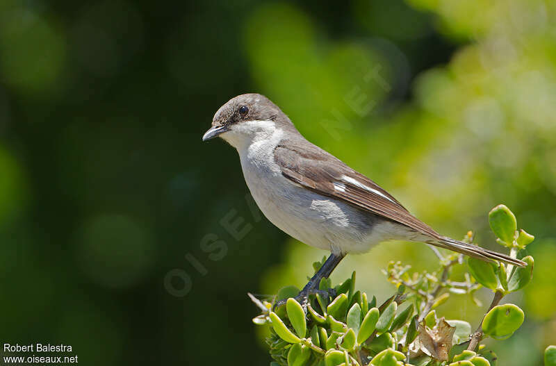 Fiscal Flycatcher, identification