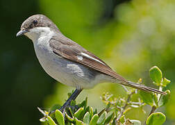 Fiscal Flycatcher