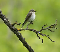 Spotted Flycatcher