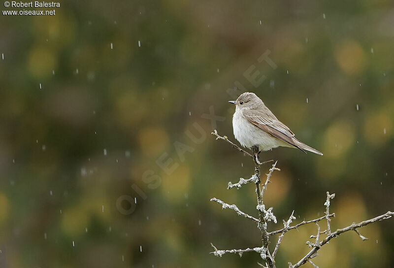 Spotted Flycatcher