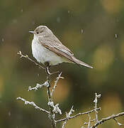 Spotted Flycatcher