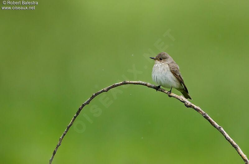 Spotted Flycatcher