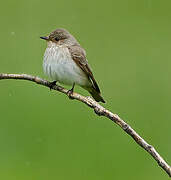 Spotted Flycatcher