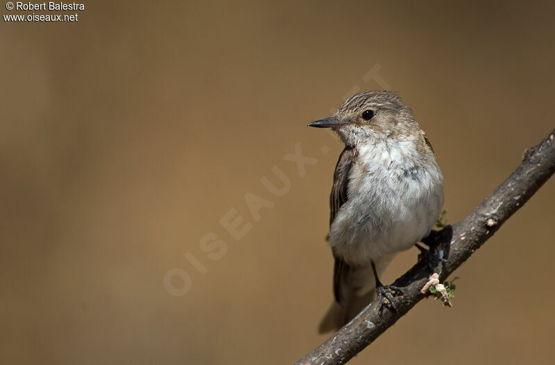 Spotted Flycatcher