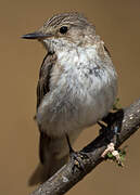 Spotted Flycatcher