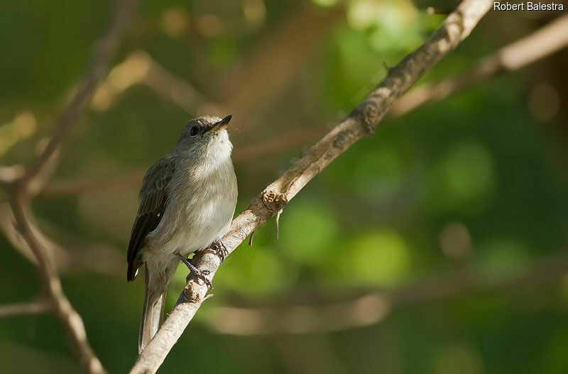 Spotted Flycatcher