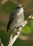 Spotted Flycatcher