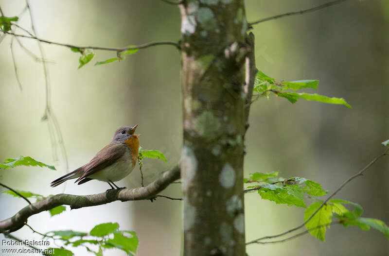 Red-breasted Flycatcher male adult breeding, habitat, song