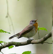 Red-breasted Flycatcher