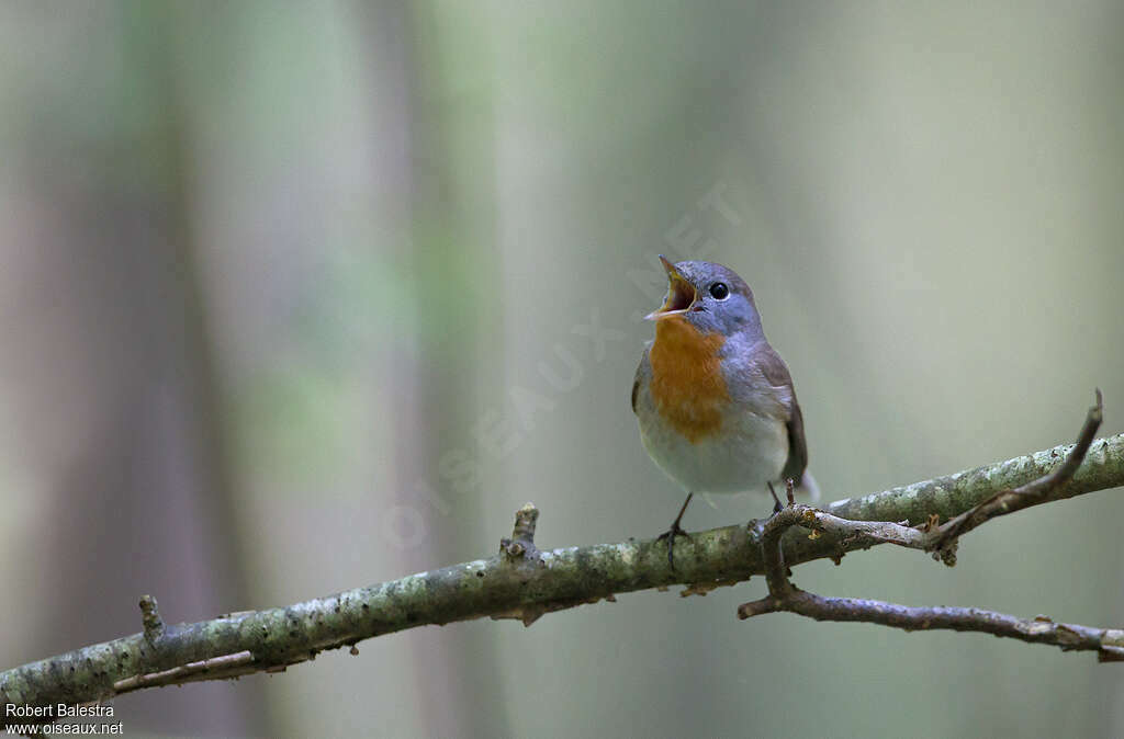 Red-breasted Flycatcher male adult breeding, song