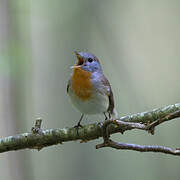 Red-breasted Flycatcher