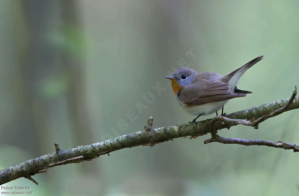 Red-breasted Flycatcher male adult, Behaviour