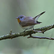 Red-breasted Flycatcher