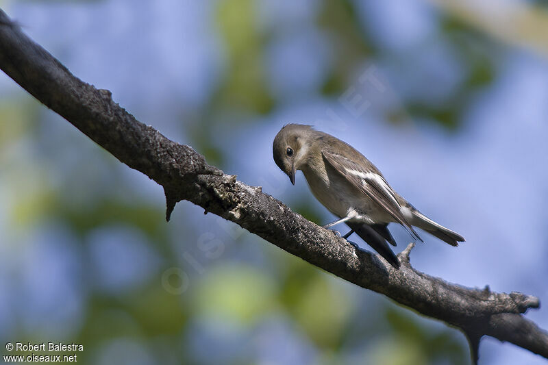 European Pied Flycatcher