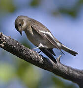 European Pied Flycatcher