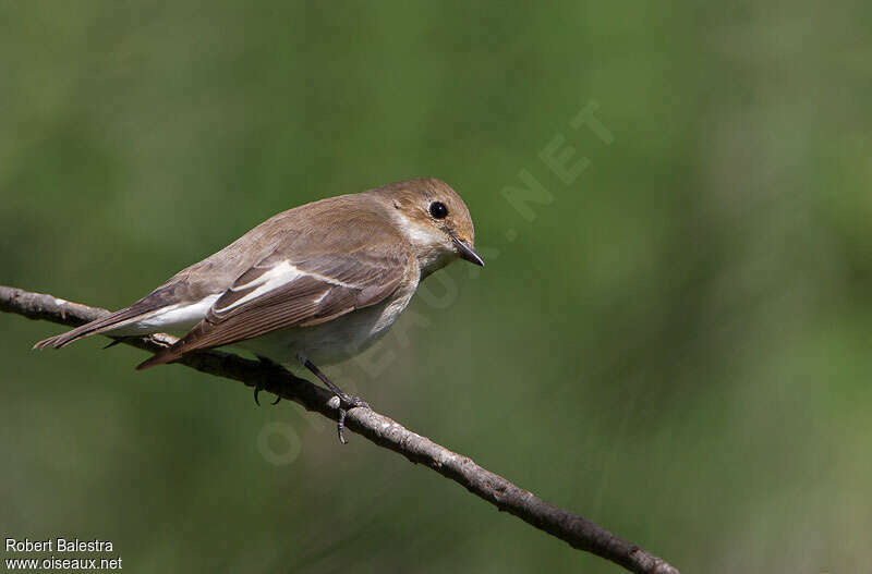 European Pied Flycatcher female adult breeding, identification