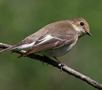 European Pied Flycatcher