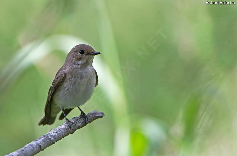 European Pied Flycatcher female