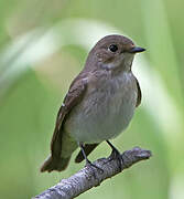 European Pied Flycatcher