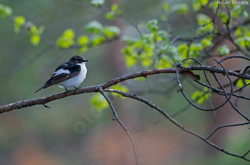 Gobemouche noir mâle