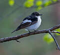 Gobemouche noir