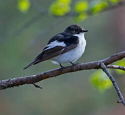 Gobemouche noir