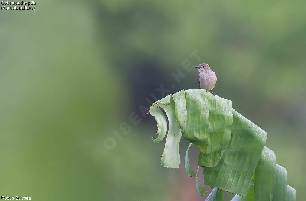 Pale Flycatcher