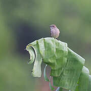 Pale Flycatcher