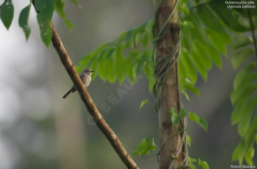 Pale Flycatcher