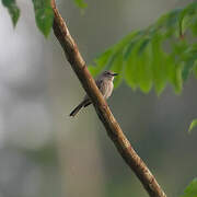 Pale Flycatcher