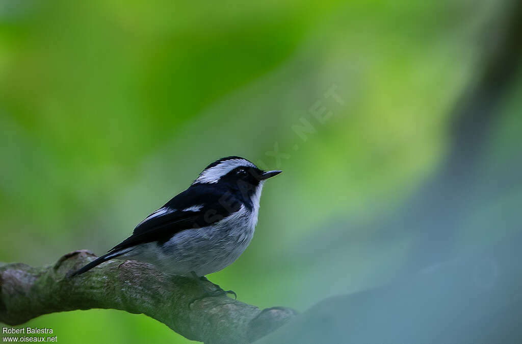 Little Pied Flycatcheradult