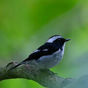 Little Pied Flycatcher