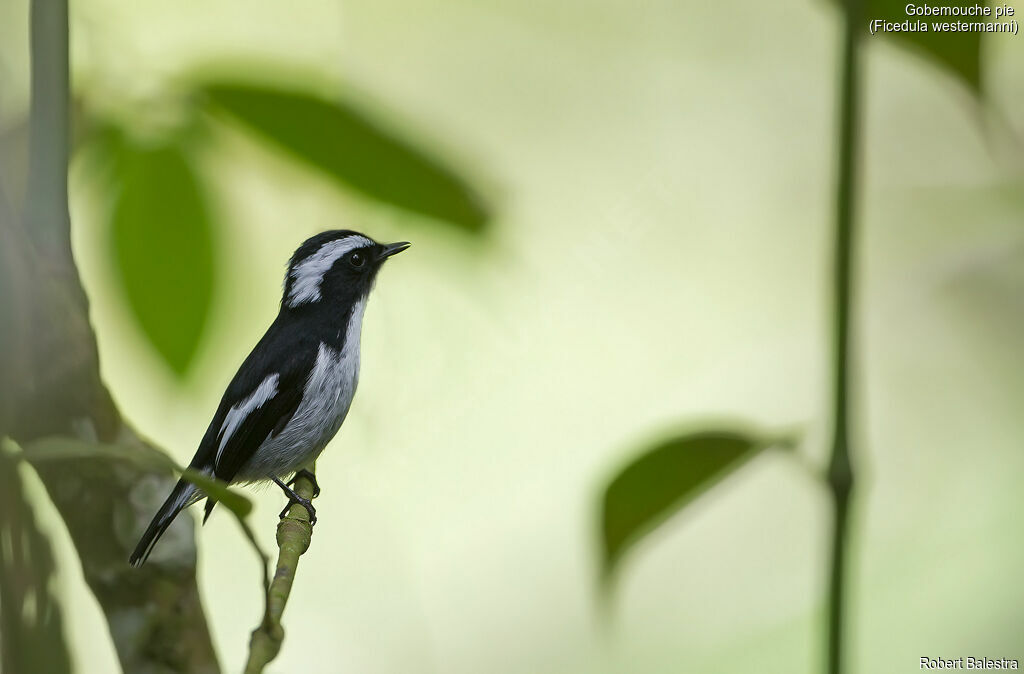 Little Pied Flycatcher