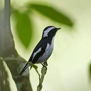 Little Pied Flycatcher