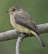 African Dusky Flycatcher