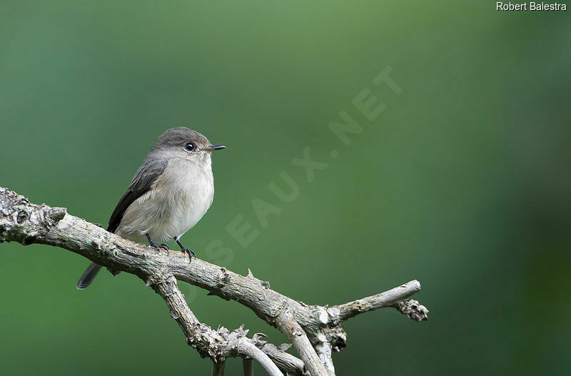 African Dusky Flycatcher