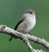 African Dusky Flycatcher