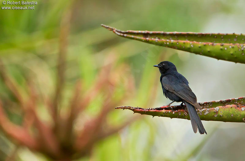 Southern Black Flycatcheradult, identification