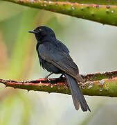 Southern Black Flycatcher